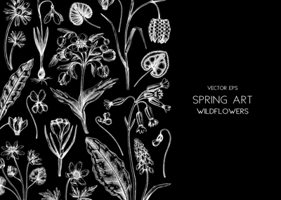 Spring background. Wildflowers hand drawn vector illustrations. Floral design in sketched style. Delicate contoured blooming flowers and leaves border. Vintage minimalist flower sketches
